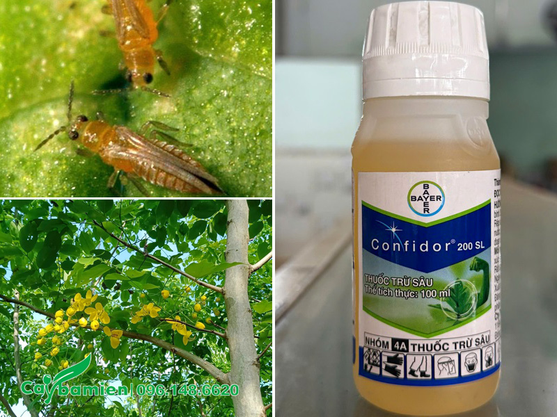 Dấu hiệu nhận biết và cách phòng trị bọ trĩ trên cây muồng hoàng yến công trình