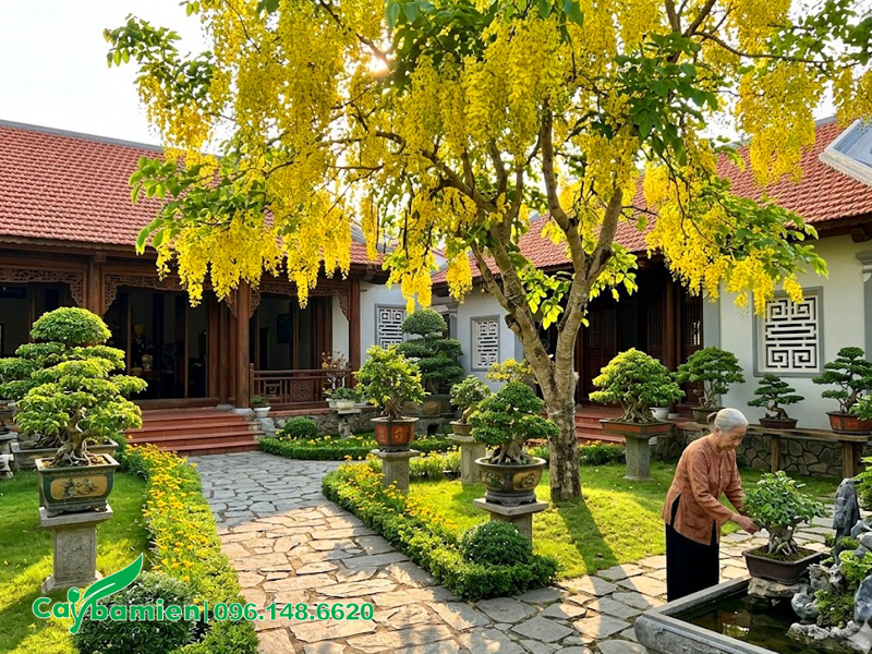 Hình ảnh minh họa cây hoa muồng hoàng yến trồng trước nhà