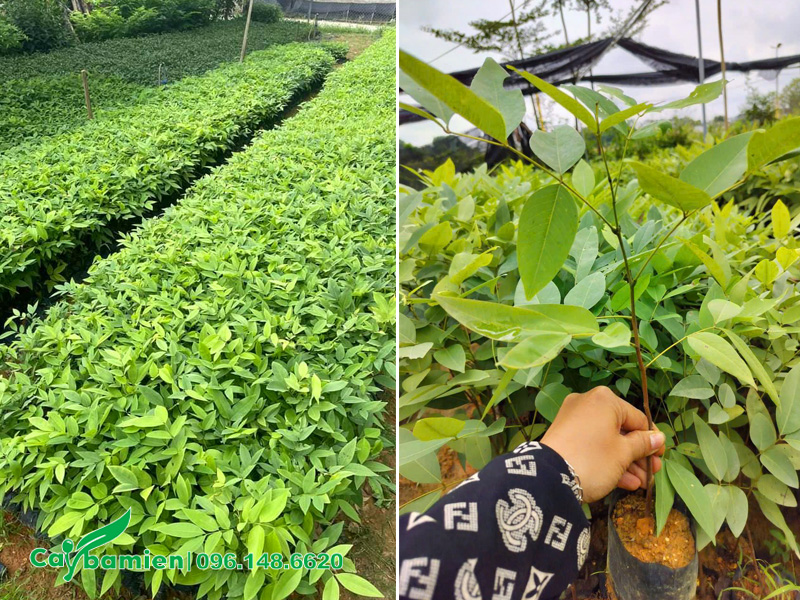 Hàng vạn cây muồng hoàng yến giống chất lượng chiều cao 40cm