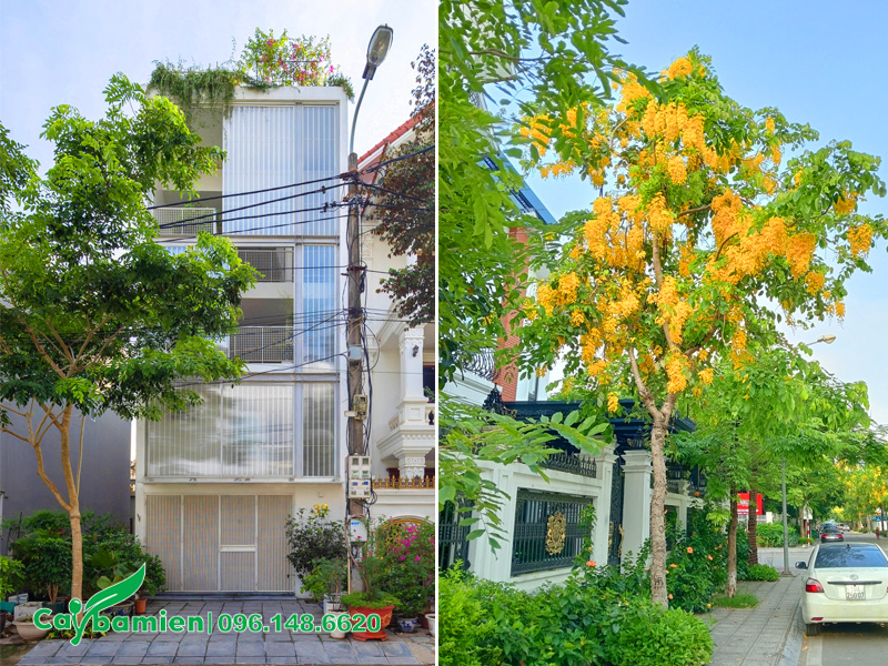 Trồng cây muồng hoàng yến bên trái cổng nhà
