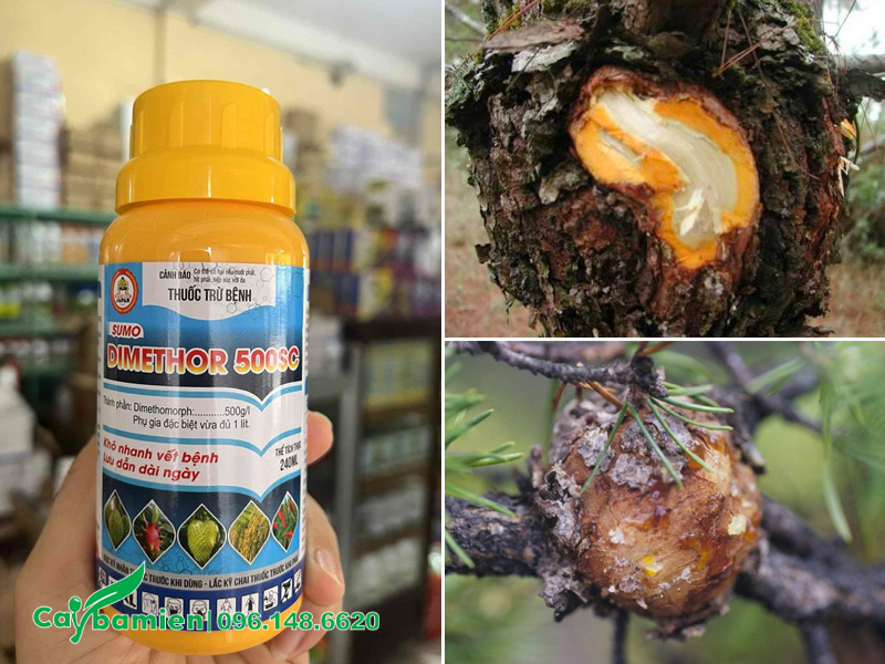 Thuốc đặc trị bệnh gỉ sắt trên thân cây Thông Caribe