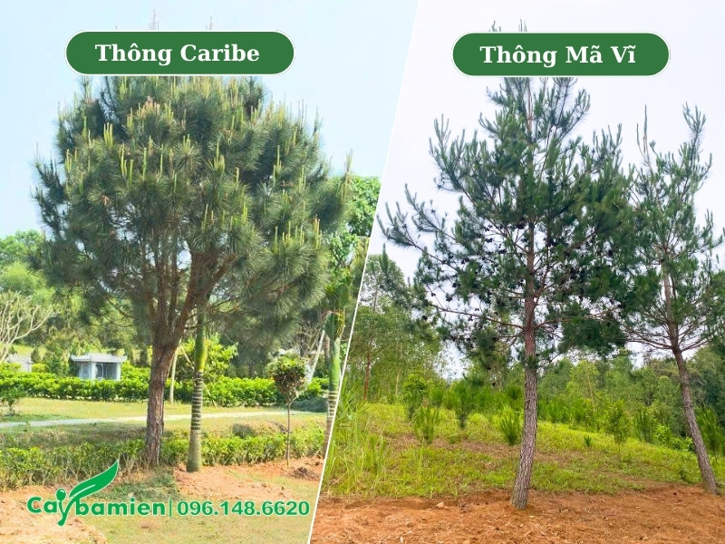 Ứng dụng thực tế của cây Thông Caribe và Thông Mã Vĩ trong kiến tạo cảnh quan