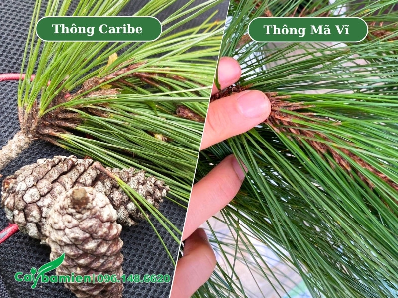 Thông Caribe là loại 3 lá, Thông Mã Vĩ là loại 2 lá