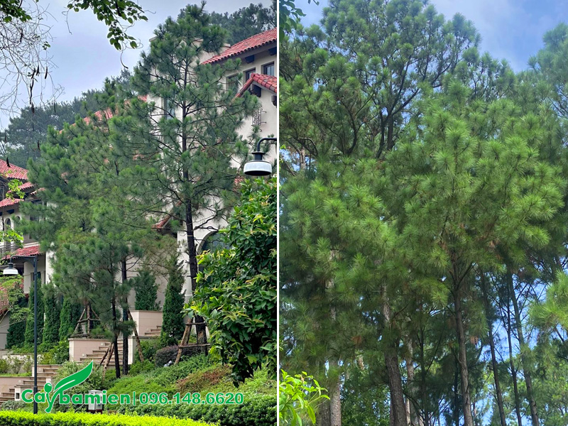 Khoảng cách trồng cây Thông Caribe công trình, đường phố đô thị