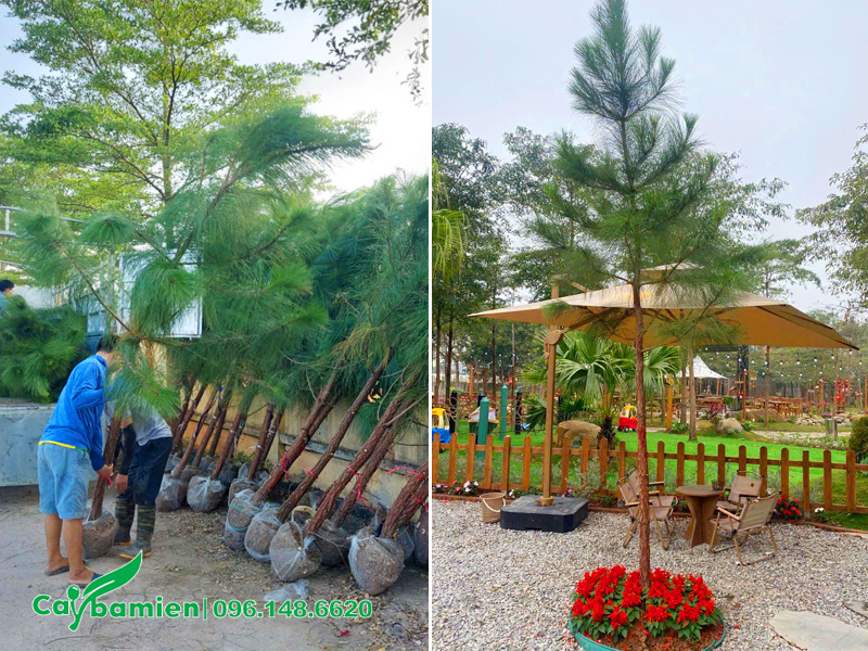 Cung cấp và trồng cây thông Caribe cho quán cafe sân vườn ở Hà Nội