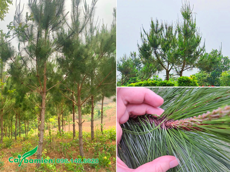 Vườn nuôi trồng cây thông mã vĩ công trình tại Hòa Bình