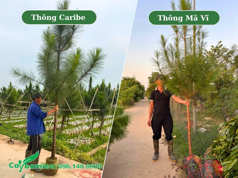 Vườn nuôi trồng cây Thông Caribe và Thông Mã Vĩ tại Hà Nội