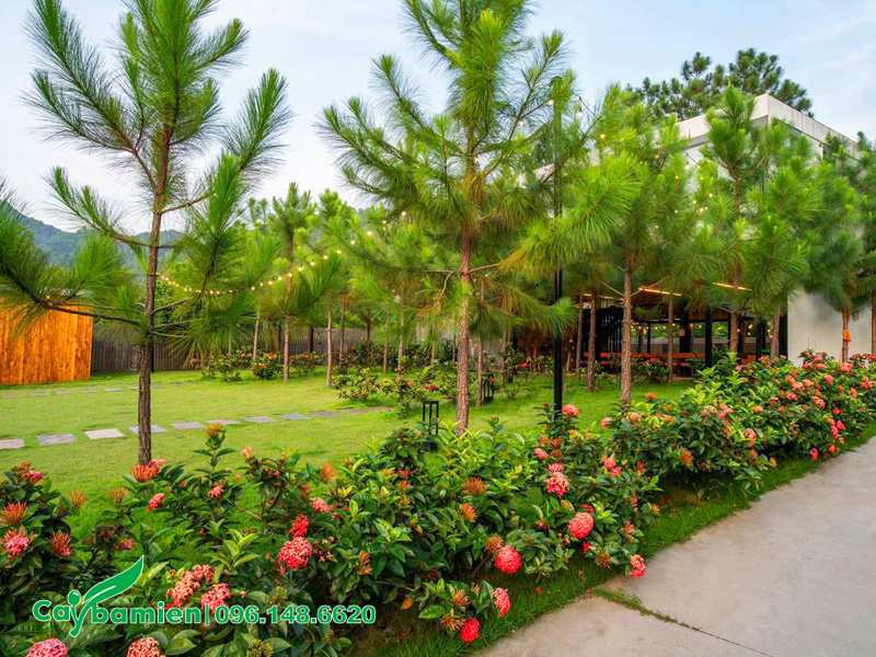 Cây thông Caribe đẹp kiến tạo cảnh quan cho resort nghỉ dưỡng