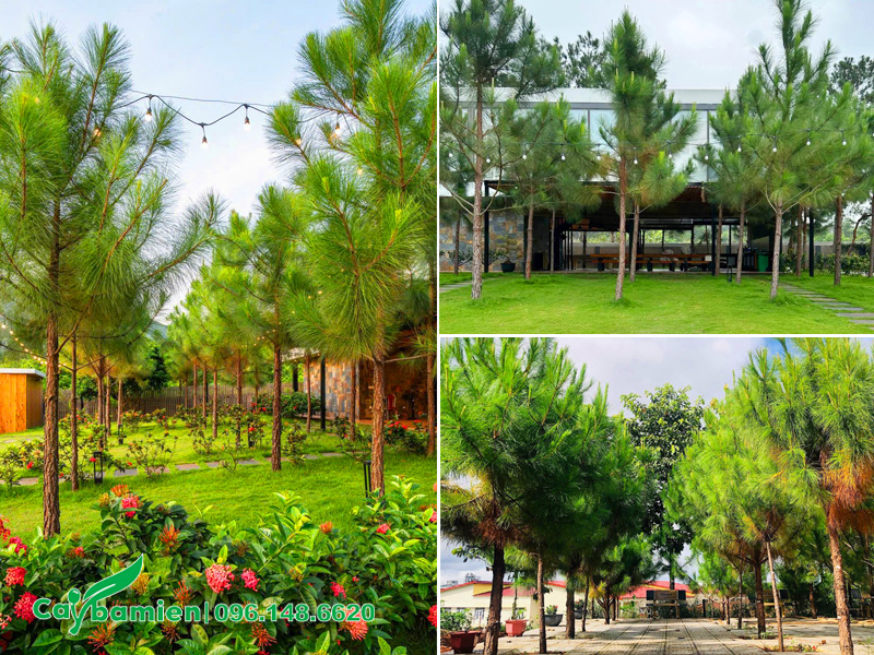 Trồng thông caribe theo hàng dài trong khuôn viên khu nghỉ dưỡng