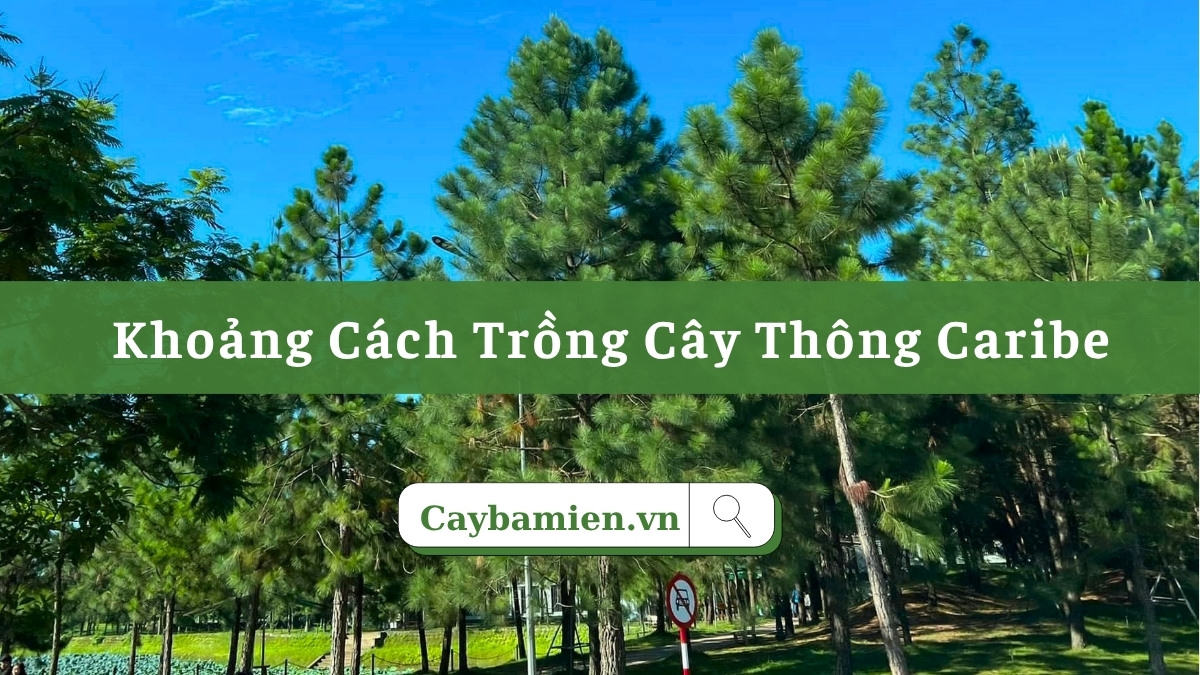 Khoảng cách trồng cây Thông Caribe tiêu chuẩn, phù hợp mục đích trồng
