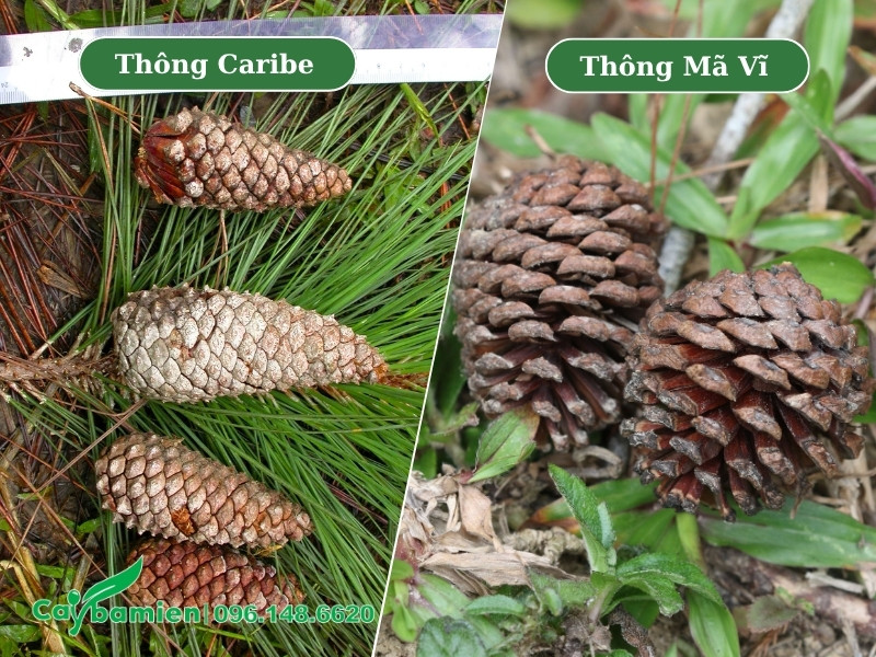 Hình ảnh phân biệt cây Thông Caribe và Thông Mã Vĩ qua nón quả sau khi chín