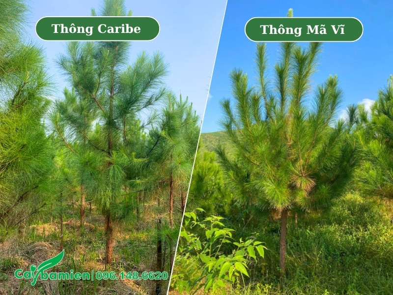 Vườn nuôi trồng cả cây thông caribe và thông mã vĩ tại Sơn La