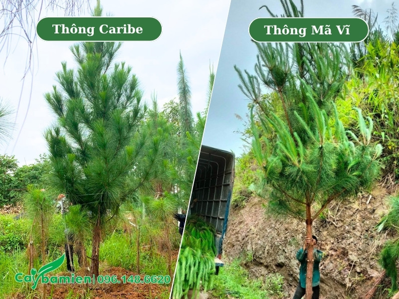 Cây thông Caribe và Thông Mã Vĩ tại vườn nuôi trồng ở Hòa Bình (Phú Thọ)