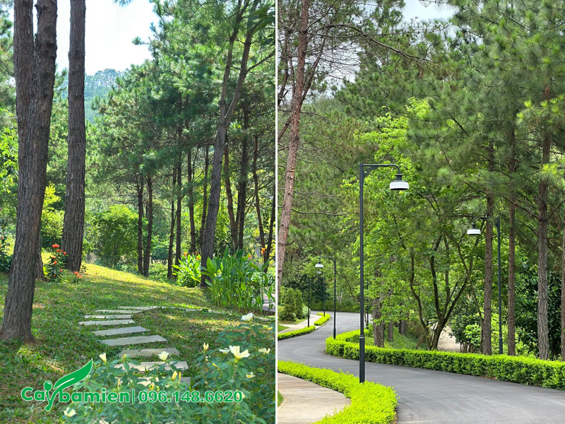 Những hàng cây Thông Caribe cổ thụ trồng cho khu resort