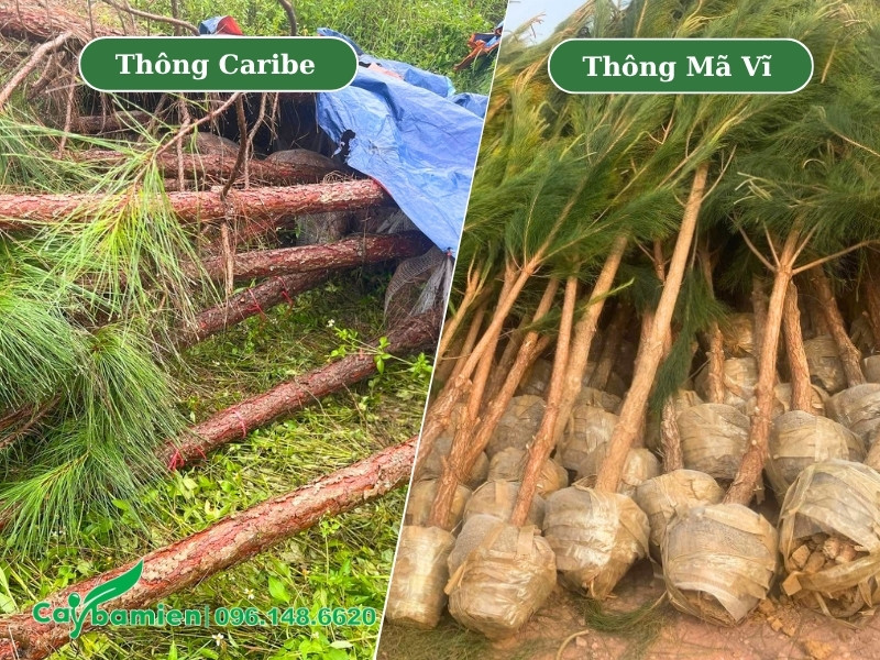 Hình dáng thân và vỏ cây thông caribe và thông mã vĩ