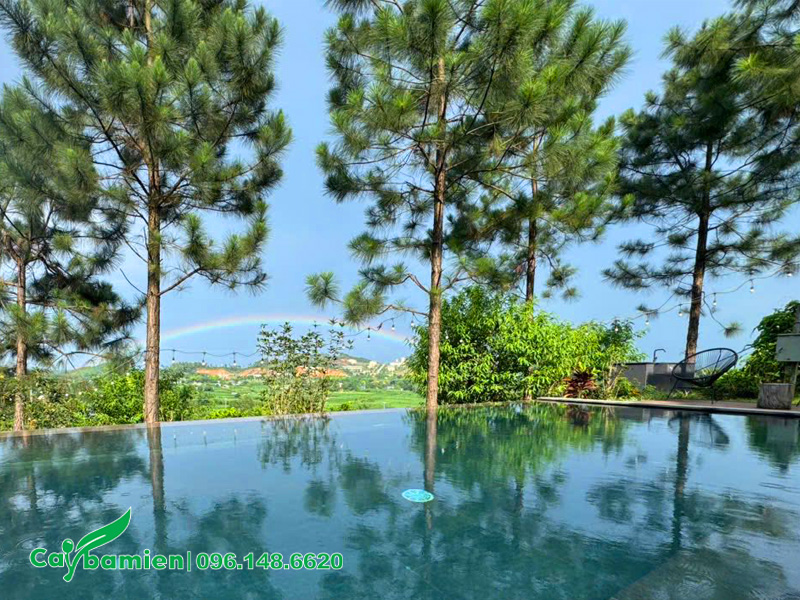 Cây thông Caribe trồng quanh khu resort, khoảng cách 4 - 5m/cây