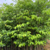 Cây Dó Bầu giống cao khoảng 80 - 100cm