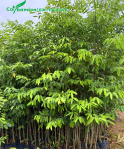Cây Dó Bầu giống cao khoảng 80 - 100cm