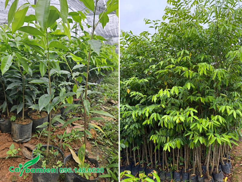 Cây giống Dó Bầu cao 80 - 100cm, hàng nguyên bầu tại vườn