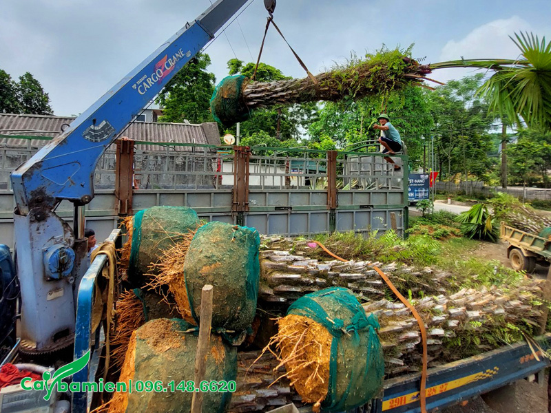 Nhà vườn đang tiến hành tập kết giao cây tại dự án ở Hà Nội