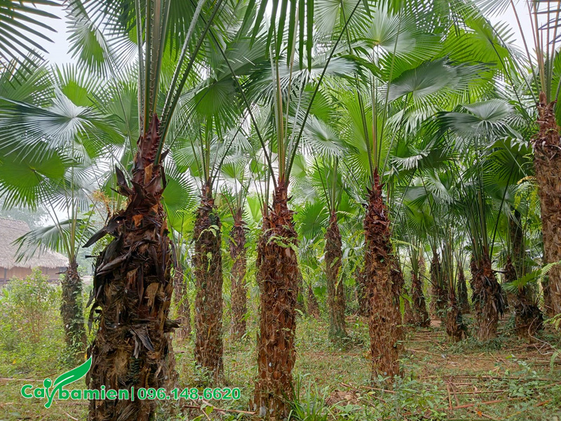 Chăm sóc vườn cọ ta công trình lóng thân cao 2m 