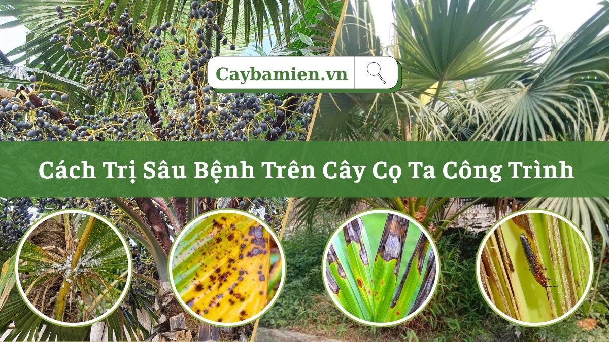 Các loại sâu bệnh trên cây cọ ta công trình và cách phòng trị hiệu quả