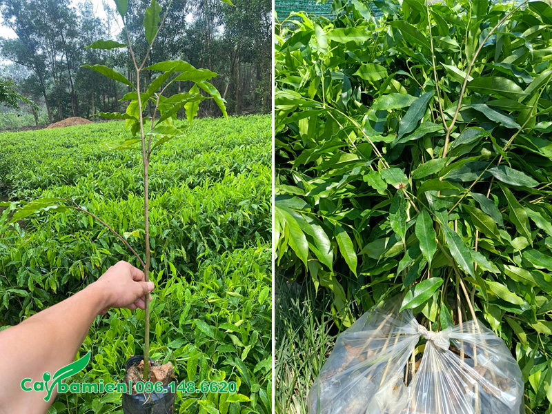 Số lượng lớn cây Dó Bầu giống được thu hoạch để giao cho hợp tác xác ở Quảng Bình