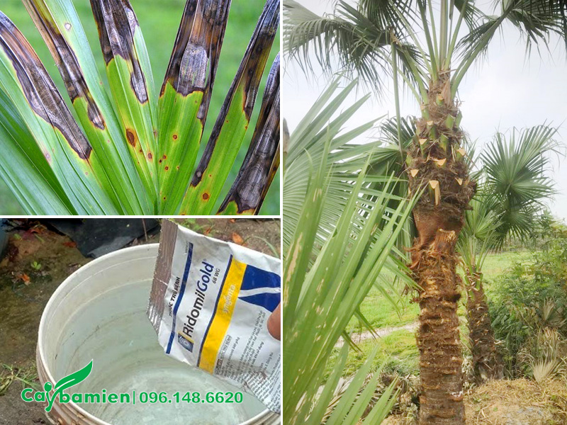Tưới thuốc trị nấm phổ rộng cho cây cọ ta mới cắt tỉa lá bệnh 