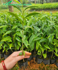 Cây Gió Bầu giống cao hơn 30cm