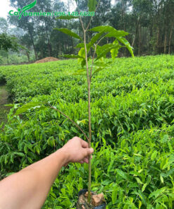 Hàng vạn cây Dó Bầu cao hơn 50cm tại vườn ươm ở Đắc Lắk