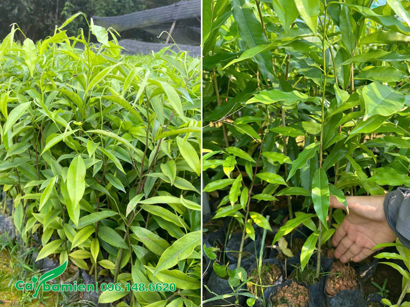 Xuất vườn lô cây Dó Bầu giống cao khoảng 40cm