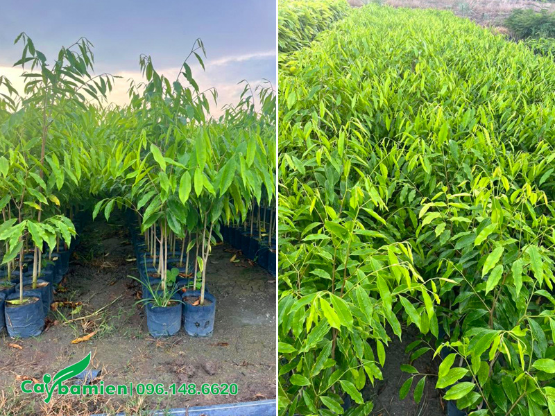 Vườn dưỡng cây giống Dó Bầu cao từ 50cm trở lên, hàng nguyên bầu chất lượng