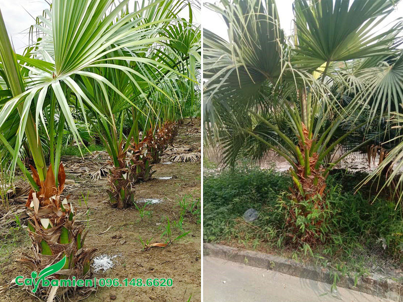 Bón phân đạm cho cây phát triển thân và lá giai đoạn còn non