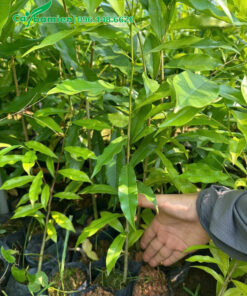 Đo chiều cao của cây giống dó bầu đạt điều kiện xuất vườn