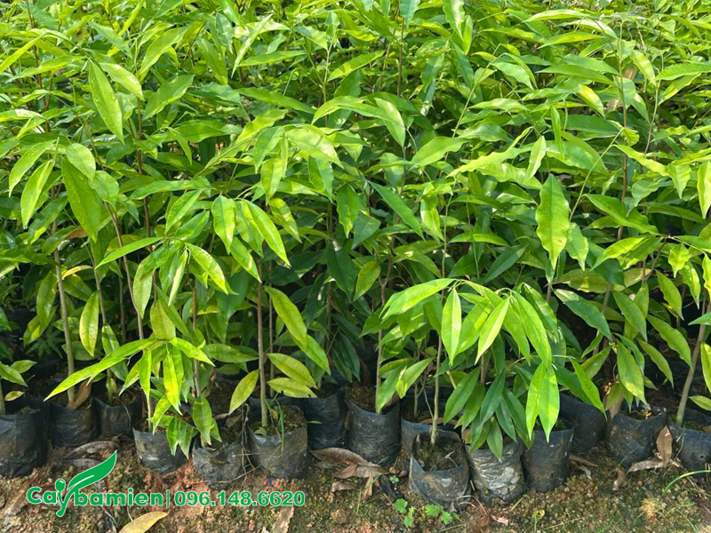 Vườn có sẵn hàng vạn cây Dó Bầu giống cao 40 - 50cm