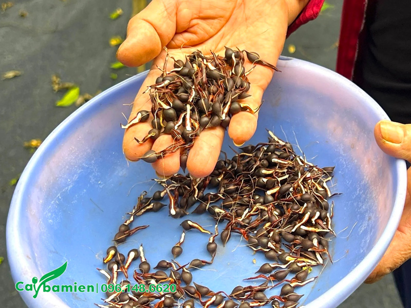 Những hạt giống Dó Bầu đã nảy mầm được đem gieo trồng