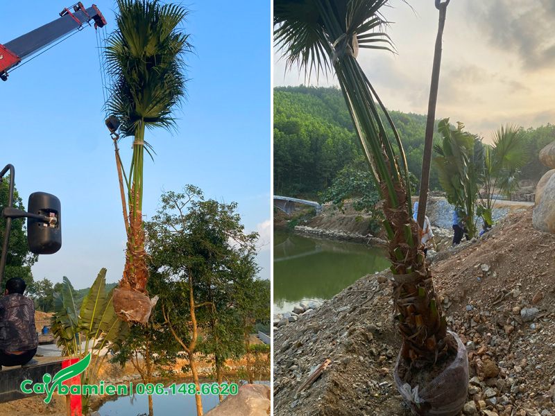 Công nhân Cây Ba Miền đang tiến hàng trồng cây cọ ta công trình cho dự án khu sinh thái