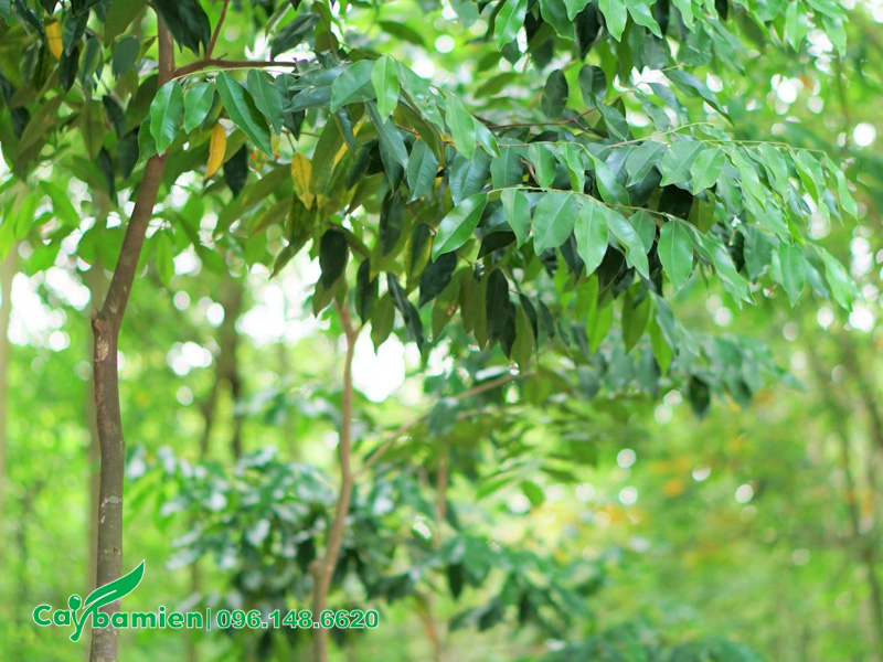Cành lá của một cây Dó Bầu trưởng thành