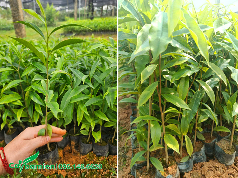 Cây giống Gió Bầu cao khoảng 40cm