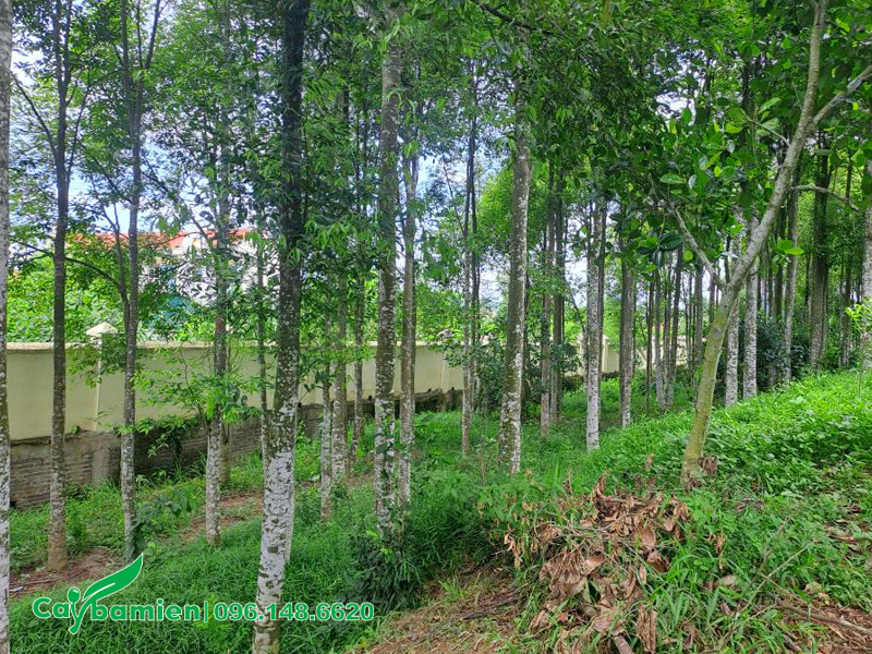 Những hàng cây Dó Bầu trồng công trình để lấy bóng mát