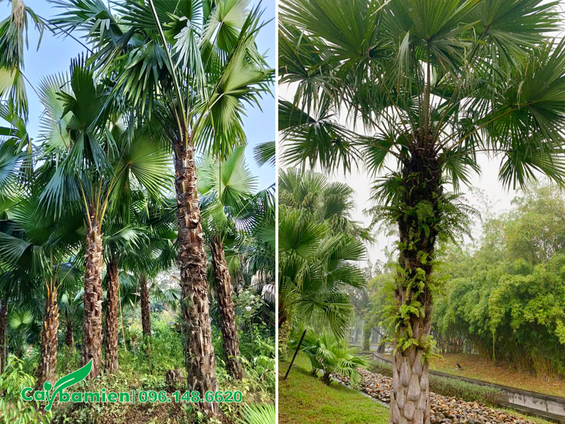 Khoảng cách trồng cây cọ ta dày khiến cây bị còi cọc, cây được duy trì khoảng cách hợp lý có thân hình cân đối, tán lá xòe rộng và đẹp