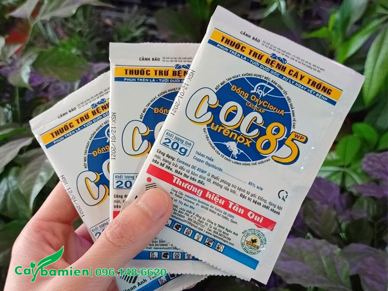 Thuốc trị nấm bệnh hiệu quả cho cây cọ ta công trình