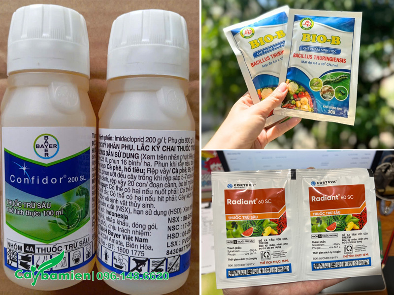 Các loại thuốc đặc trị rầy hại và bọ trị trên cây cọ ta công trình