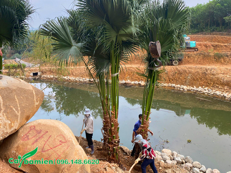 Thi công trồng cây cọ ta theo cụm