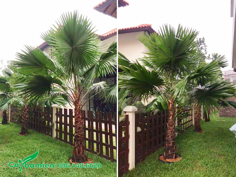 Khoảng cách trồng cây cọ ta an toàn, nên cách tường rào 2 - 3m