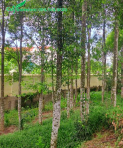 Những hàng cây Dó Trầm lâu năm trồng lấy bóng mát cho công trình