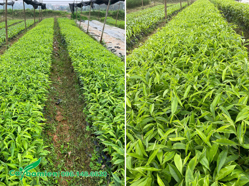 Những luống cây giống Dó Bầu đang phát triển tốt
