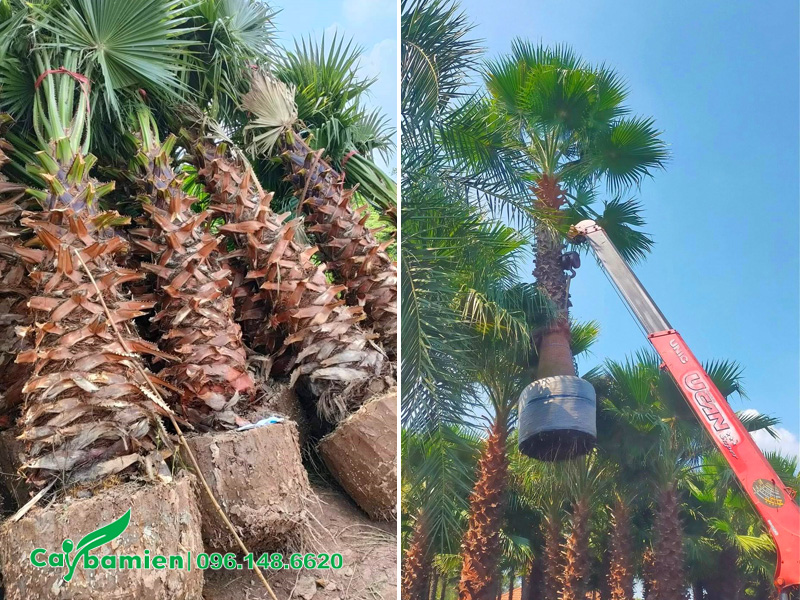 Cọ mỹ đánh thẳng và cọ mỹ dâm ủ lóng thân cao 2 - 3m