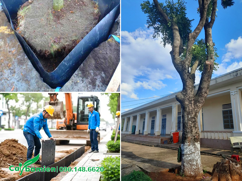Sử dụng tấm chắn chuyên dụng để kiểm soát, điều hướng rễ cây xà cừ