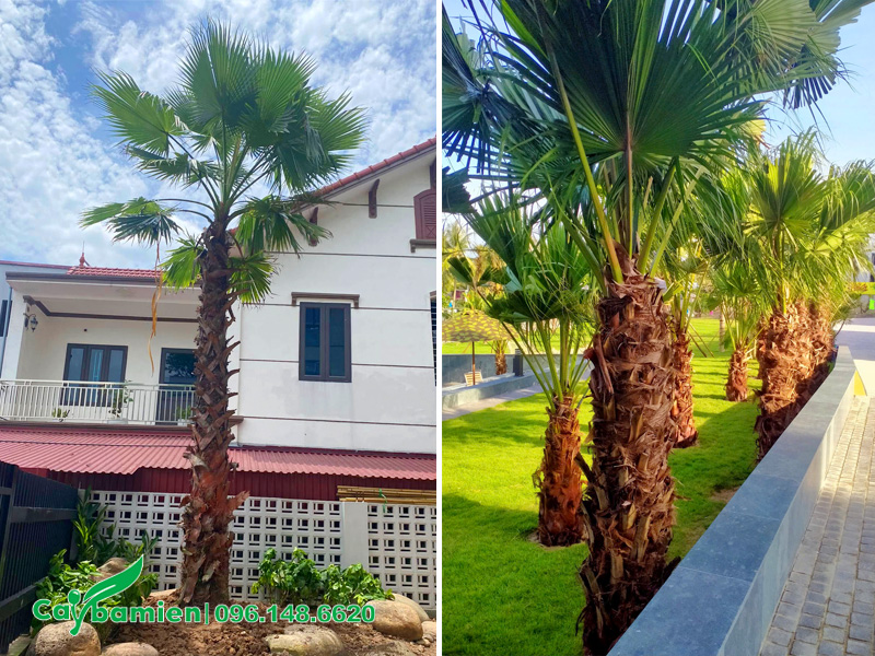 Cọ mỹ trồng sân vườn, khuôn viên resort được cắt tỉa gọn gàng